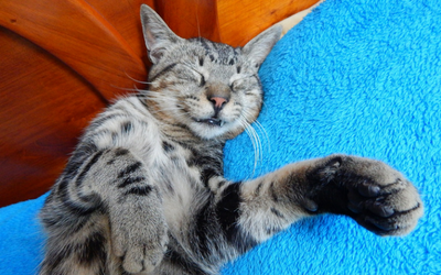 image for September is Happy Cat Month!
